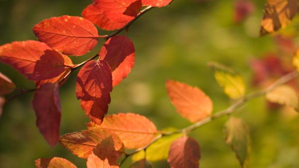 Fond d'écran - Autumn Wallpaper by =speartime= Autumn Wallpaper by =speartime=