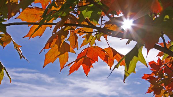 Fond décran - Fall Colors by AlinaKurbiel Fond décran - Fall Colors by AlinaKurbiel