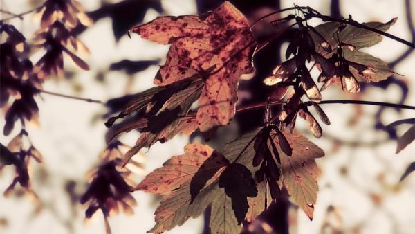 Fond décran - The beautiful Autumn by Andi Licious Fond décran - The beautiful Autumn by Andi Licious