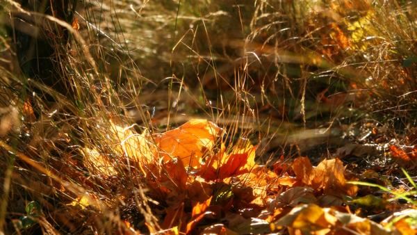 Fond décran - Autumn by *SeaWhisper Fond décran - Autumn by *SeaWhisper