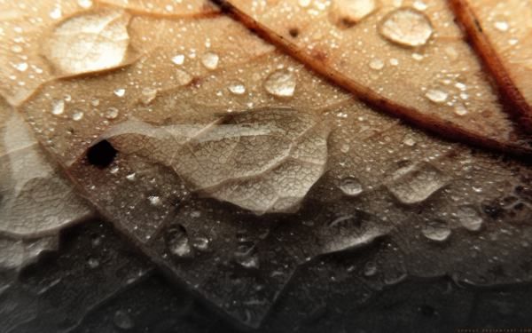 Fond décran - Autumn Rain by Epheus Fond décran - Autumn Rain by Epheus