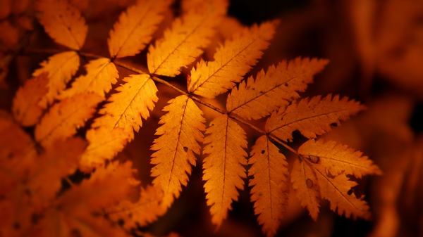 Fond décran - Autumn leaf by fluentwater Fond décran - Autumn leaf by fluentwater