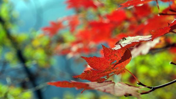 Fond décran - Pretty Autumn by MeXuT Fond décran - Pretty Autumn by MeXuT