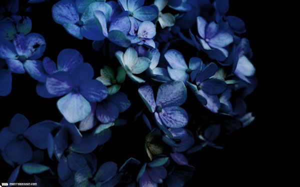 Fond décran - Hydrangea Fond décran - Hydrangea